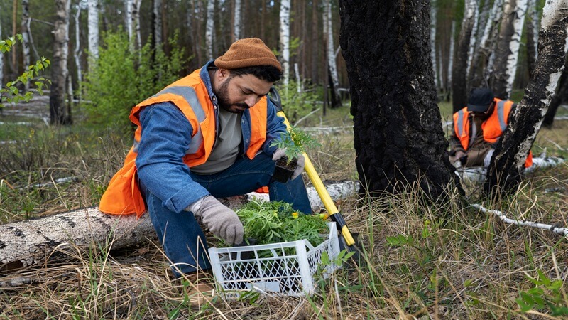 When and Why You Need Tree Removal in Everett