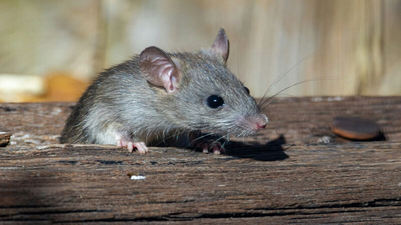 How Do Professional Rat Removal Services Protect Your Home?